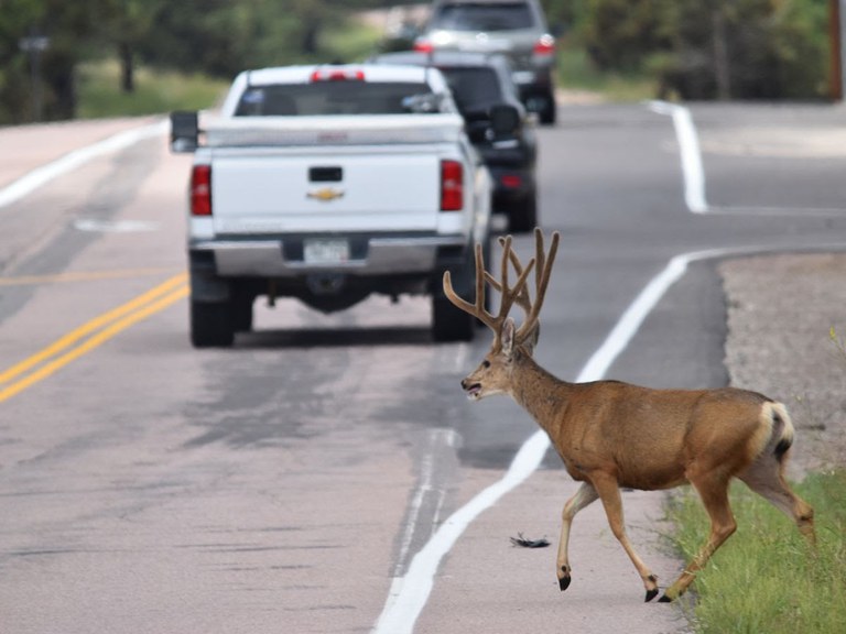 A deer crossing the road behind a white truck 